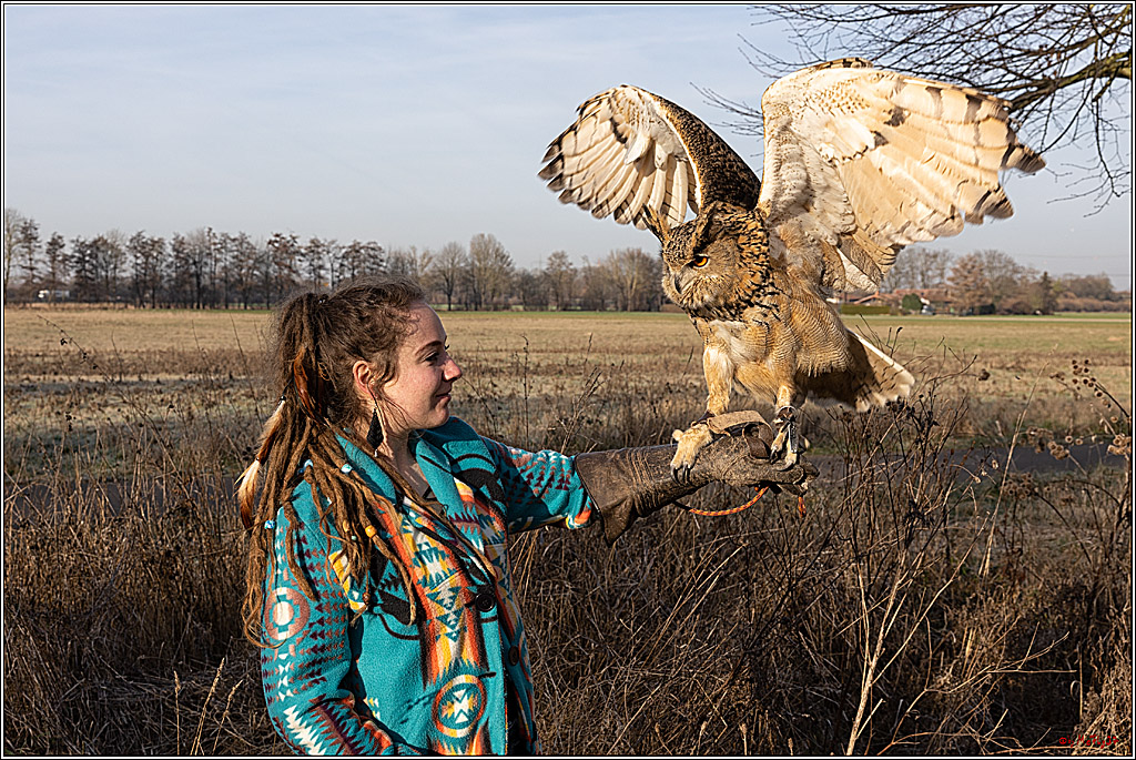 Cheyenne-Halbblut Hunting Wolf in der Falknerei Pierre Schmidt; Gymnich, 09.02.2023